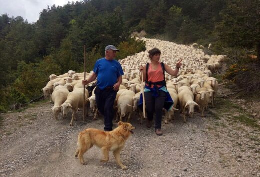 Transhumancia, de la Bardena al Pirineo navarro