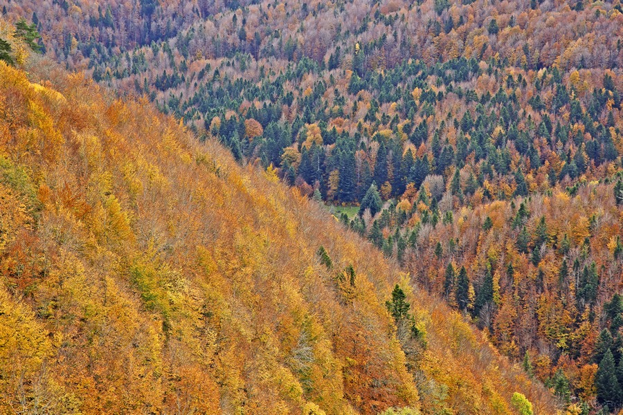 Escapada a la Selva de Irati en Otoño Escapada a la Selva de Irati en Otoño